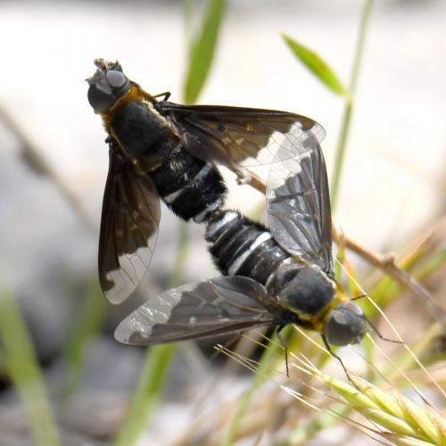 Hemipenthes velutina